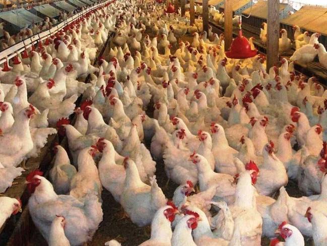 Beyaz ette kriz! Üretim yüzde 80 azaldı... Tesislerde 20 günlük tavuk kaldı