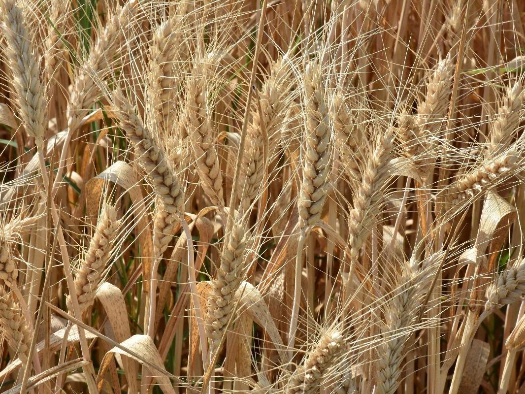Sıcaklar ve kuraklık buğdayı etkiledi, verim yüzde 50 düştü