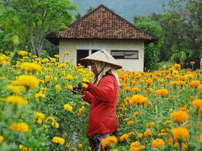 Bali'de kadife çiçeği yetiştiriciliği