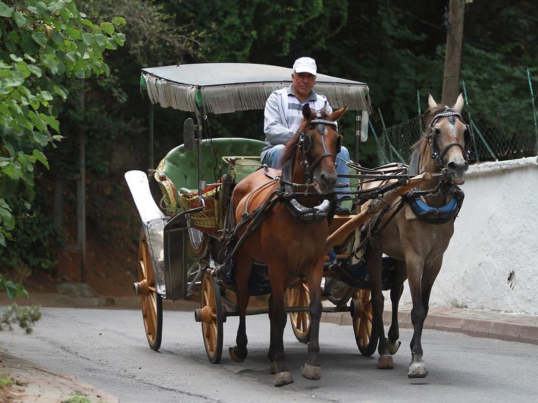 HAYTAP, faytonlarda zulüm gören atlar için Büyükada'ya gidiyor