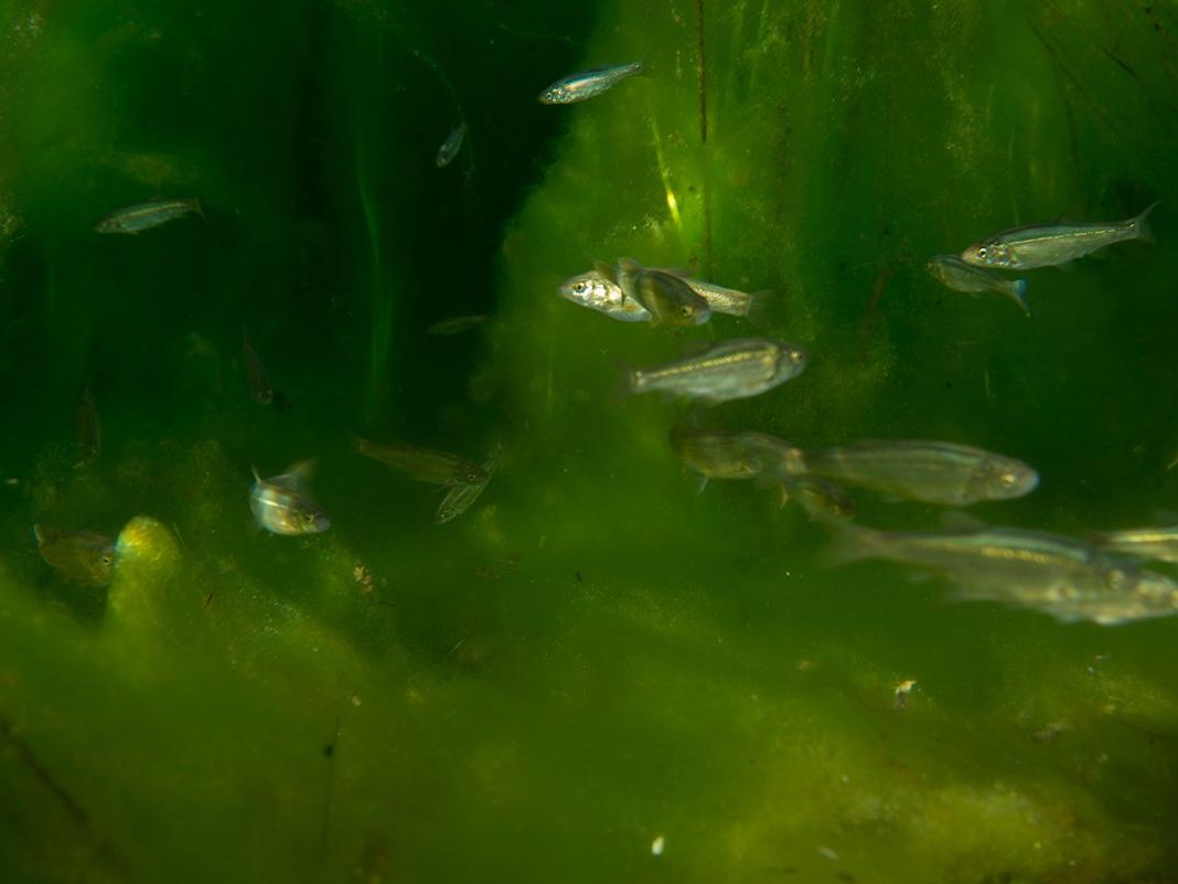 12 balık türü Beyşehir Gölü'nde hayatta kalma mücadelesinde