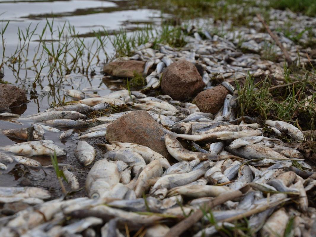 Şanlıurfa'da toplu balık ölümleri korkuttu