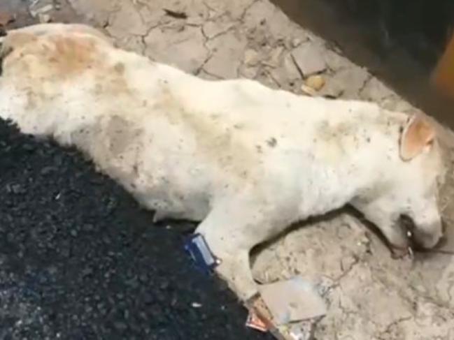 İşçiler yol kenarında uyuyan köpeğin üstüne asfalt döktü
