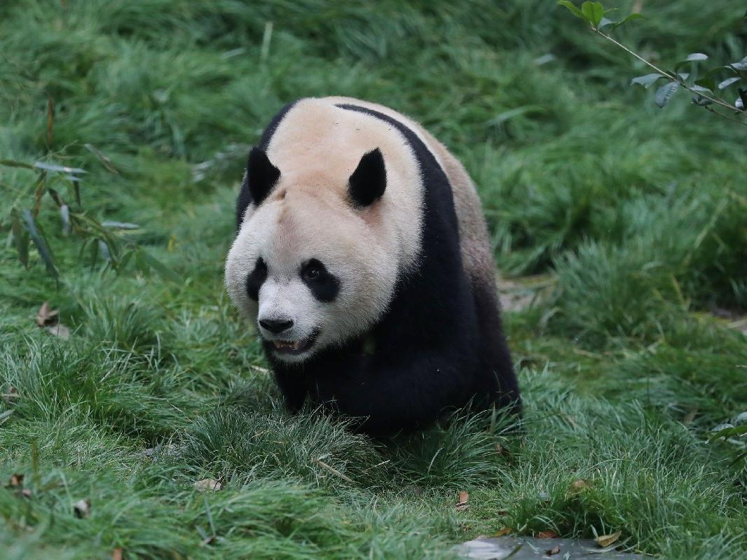 Nesli tükenmiş bir panda soyu ortaya çıkarıldı