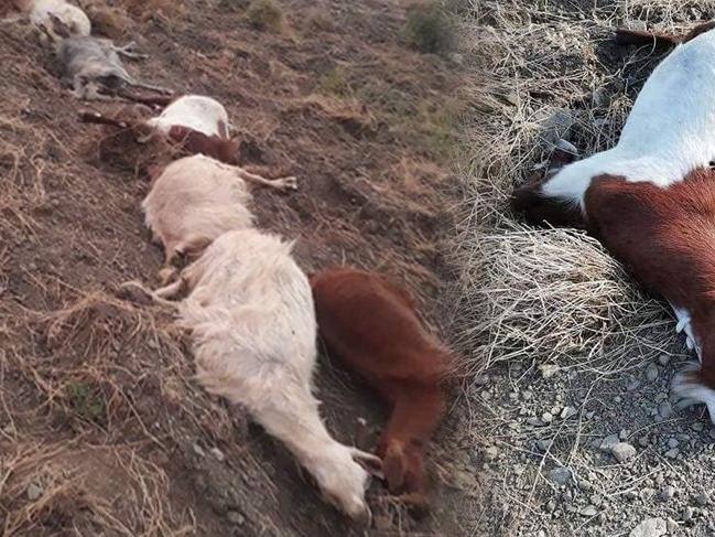 Seferihisar'da zeytinlikleri yedikleri gerekçesiyle 22 keçi öldürüldü