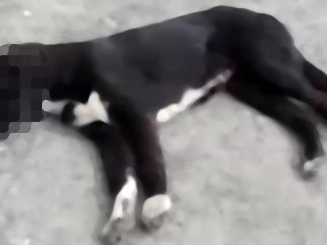 Sakarya'da 5 köpeğin zehirlendiği iddia edildi