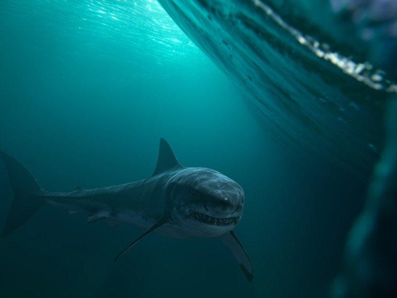 İspanya açıklarında 30 yıl sonra ilk kez büyük beyaz köpek balığı görüldü!