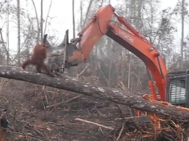 Orangutan ağaçları yıkan buldozere savaş açtı