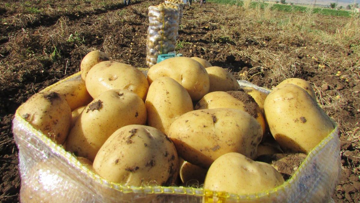 Zeybekci: Soğan ve patates ithalatına müsaade edeceğiz