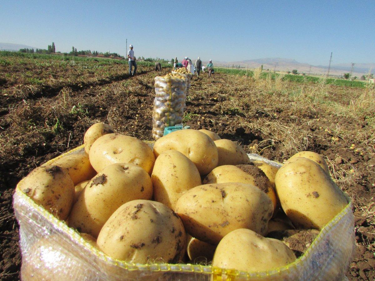 Zeybekci: Soğan ve patates ithalatına müsaade edeceğiz