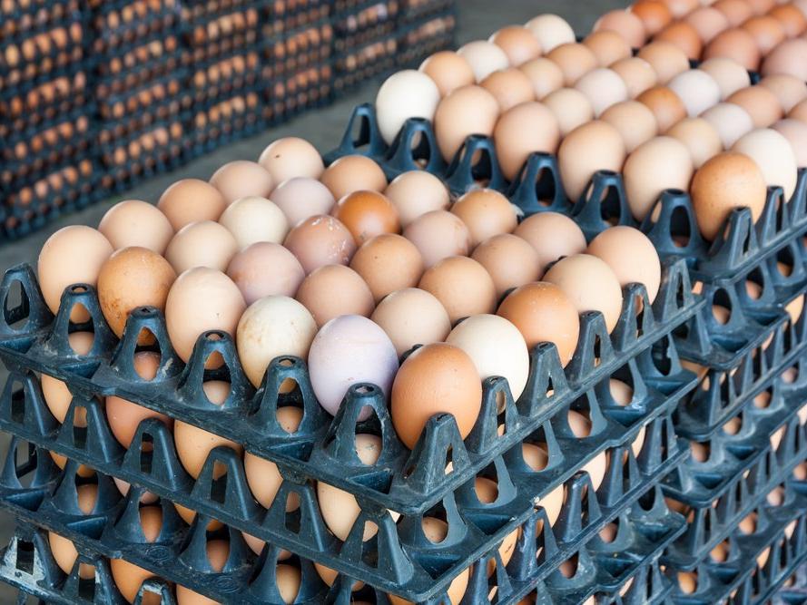 Hollanda'da 'ilaçlı yumurta' raporu yayımlandı