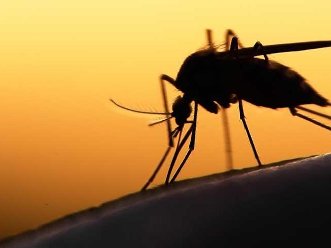 Sivrisinek ısırığına ne iyi gelir?