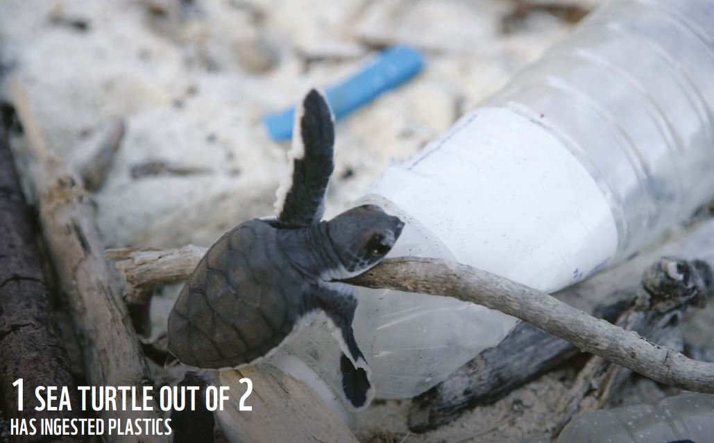 Raporda, her 2 deniz kaplumbağasından 1'inin plastik kirliliğe maruz kaldığı aktarıldı.