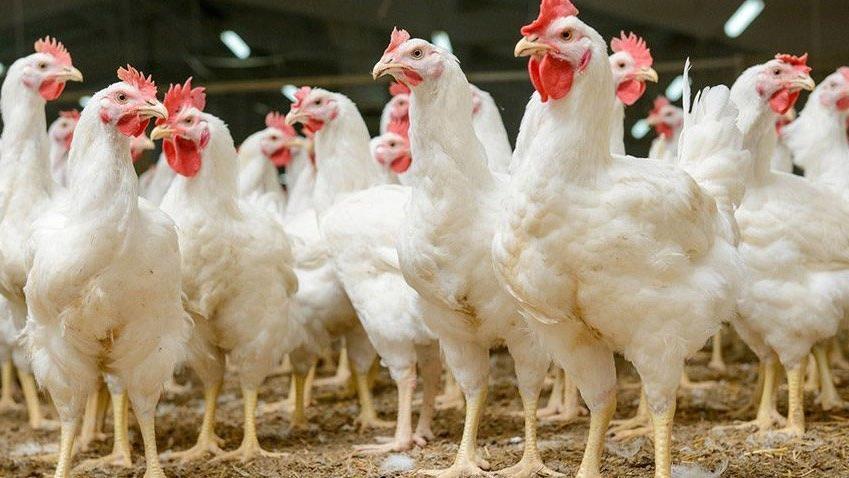 İflas eden Şeker Piliç'in tümüne alıcı çıkmadı, parça parça satılacak