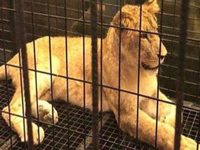 Nargile kafede tutulduğu iddia edilen aslanla ilgili flaş gelişme