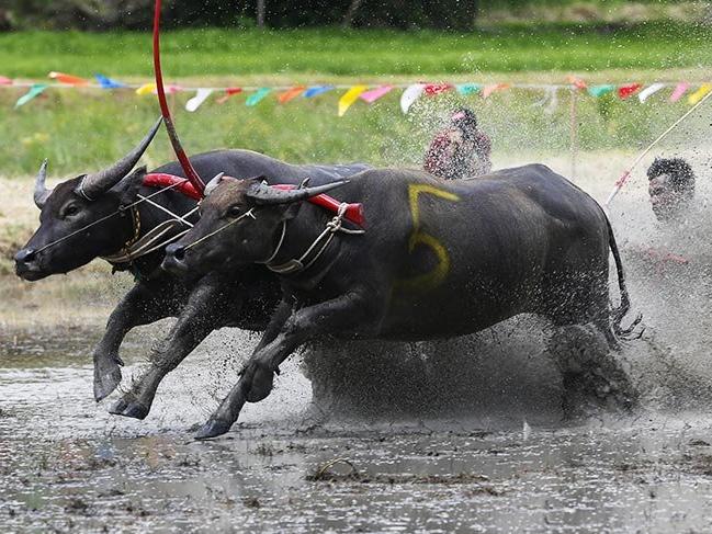 Tayland'da 140 yıllık gelenek: Buffalo yarışları