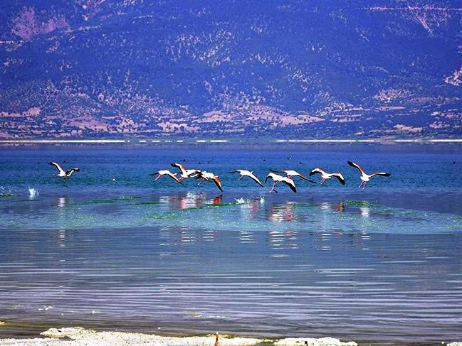 Burdur Gölü'nün son konukları flamingolar