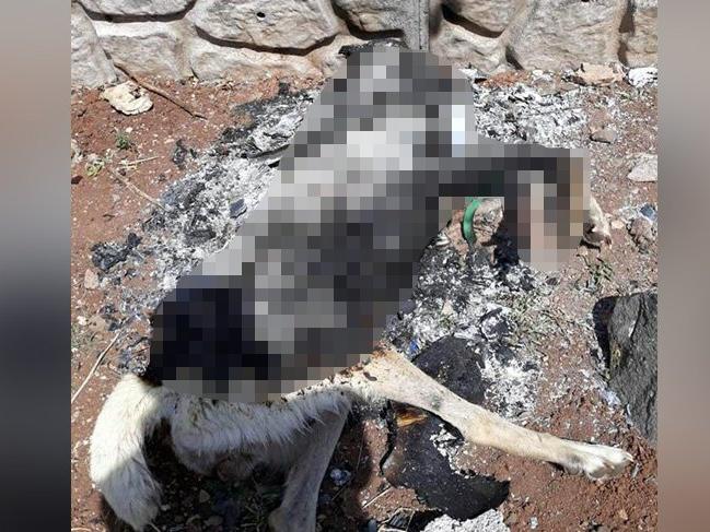 Diyarbakır'da bir köpek yakılarak feci şekilde öldürüldü