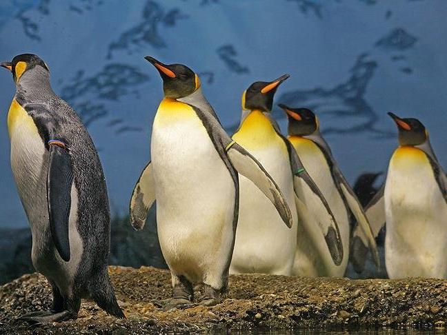 Kral penguenlerinin sayısı yüzde 88 azaldı