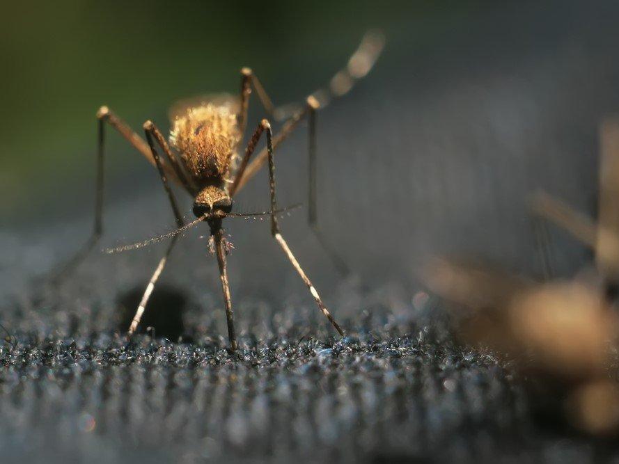 Bu yöntemle sivrisinekleri evinizden uzak tutun