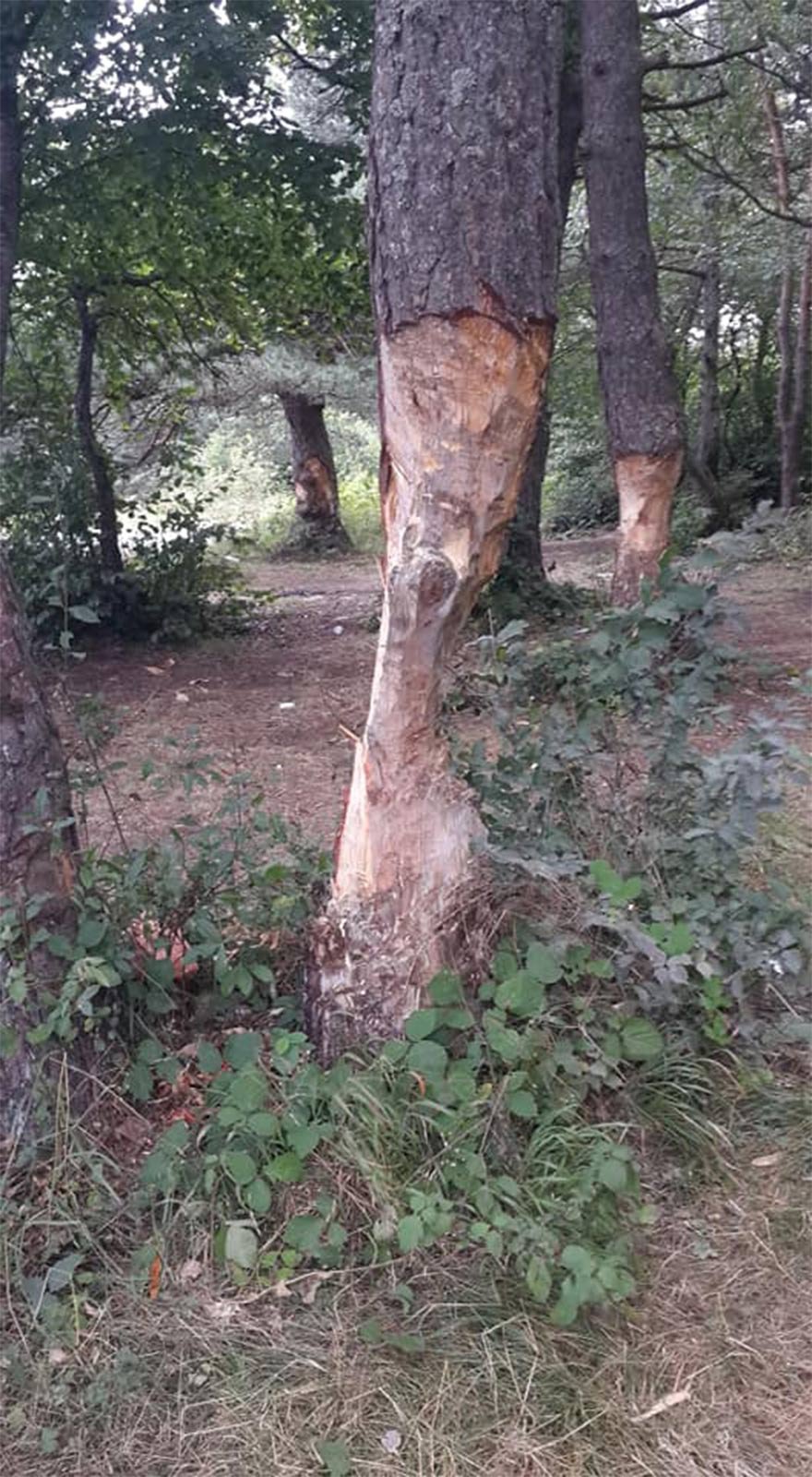 FOTO: DHA- Çıra çıkartmak için gövdesi oyulan çam ağaçları...