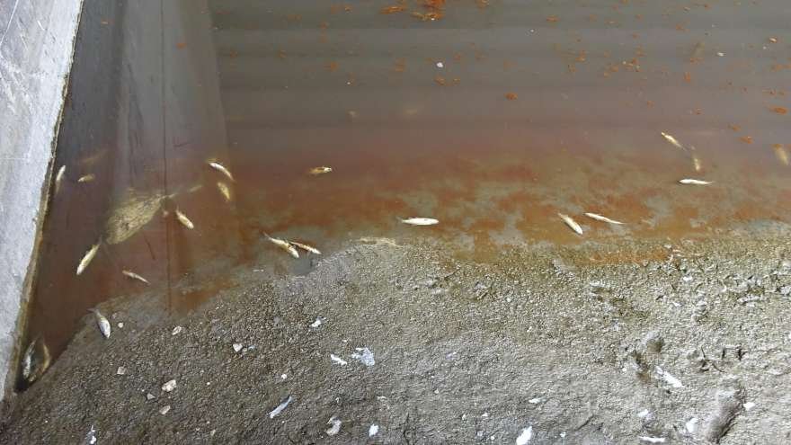 Kimyasal maddenin döküldüğü alanda balık ölümleri yaşandı. Foto: DHA