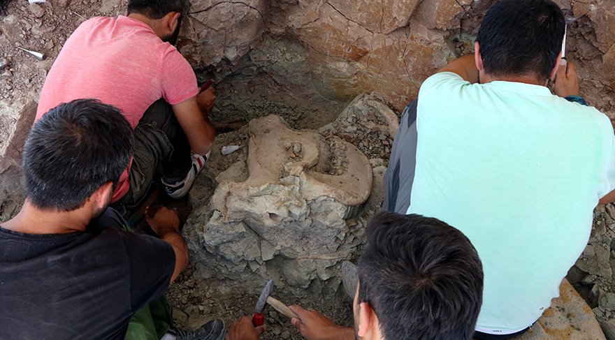 Kazı bölgesinde 15 türde 140 fosil bulundu. Foto: AA