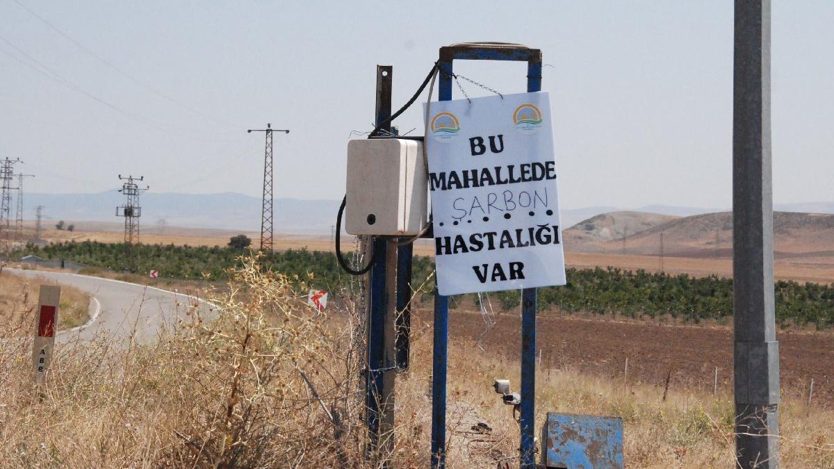 Ankara'da 'şarbon' karantinası!