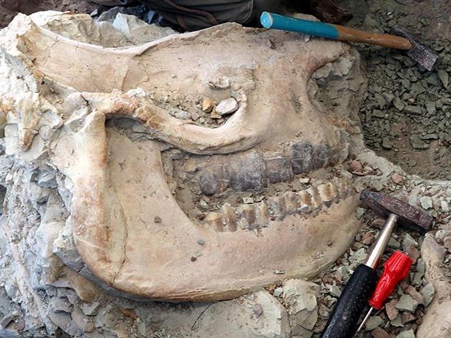 Çankırı'da 8 buçuk milyon yıllık gergedan  fosili bulundu