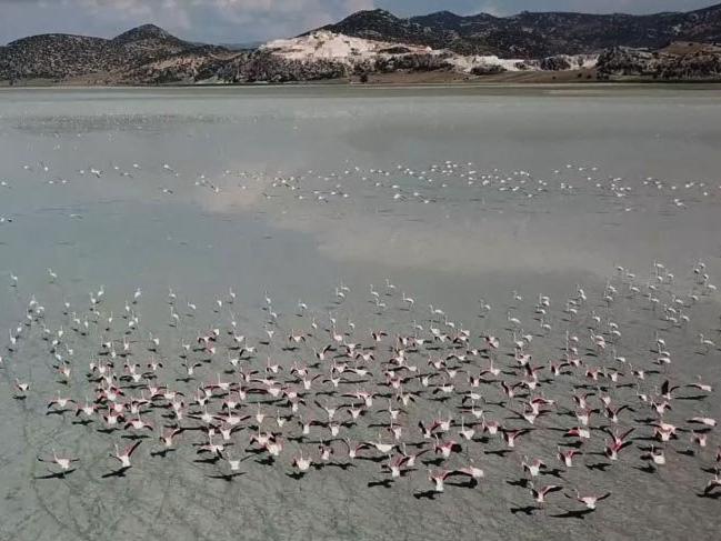 Yarışlı Gölü'nde 141 kuş türü tespit edildi