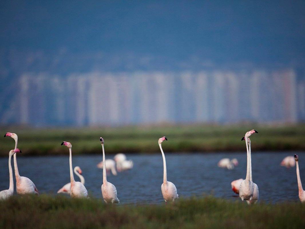 Flamingolar kurtuldu! İzmir Körfez Geçiş Projesi iptal edildi