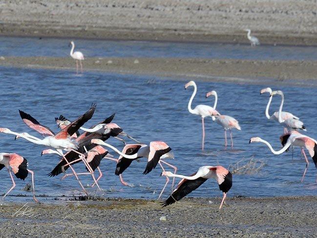 Kuşların yeni adresi: Yozgat'ın sulak alanları