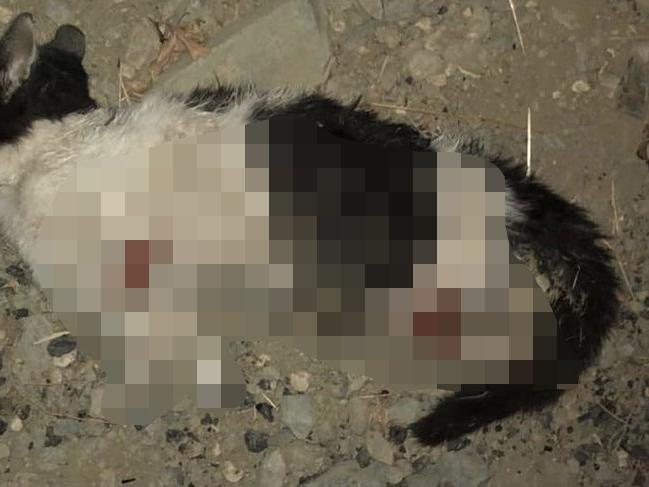 Bursa'da orman içinde ayakları kesilmiş bir kedi bulundu