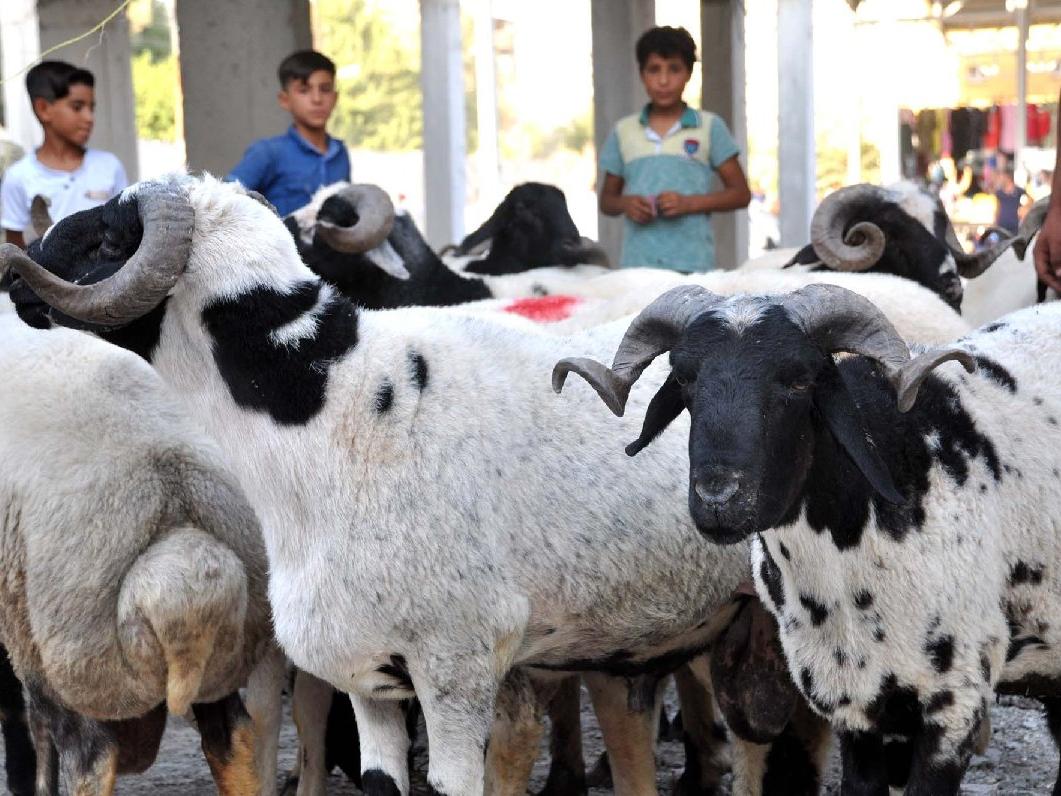 Kurban Vekaleti Nasıl Verilir? - Sözcü