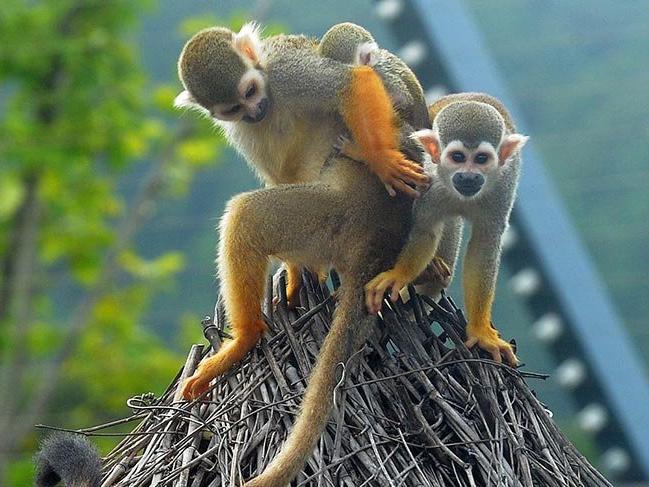Tropik ormanlarda yaşayan en büyük beyinli maymun türü