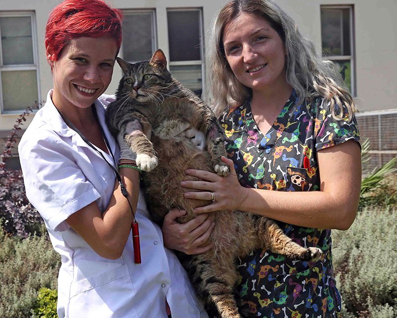 19.2 kiloya ulaşan kedi tedavi altına alındı