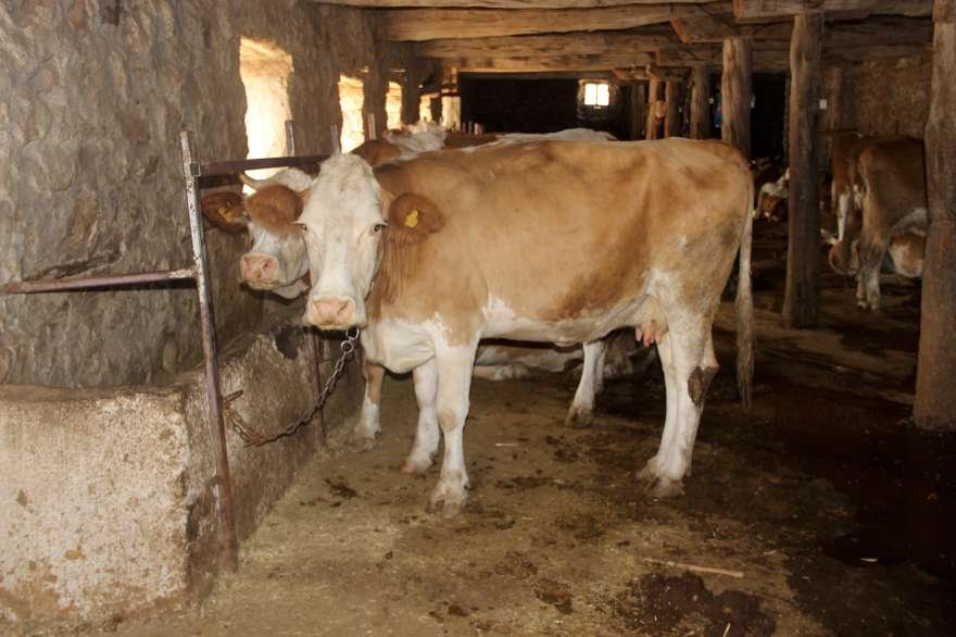 Şarbon şüphesi olan hayvanlar itlaf edildi. Foto: İHA 