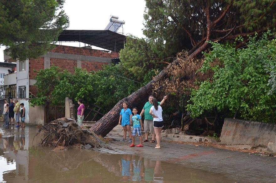 FOTO: DHA- AYRICA ETKİLİ OLAN RÜZGAR, AĞAÇLARI DEVİRDİ