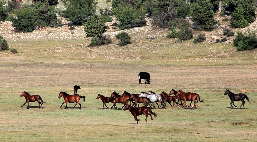 Antalya'nın yeni turizm potansiyeli Eynif Ovası'ndaki yılkı atları - Sözcü