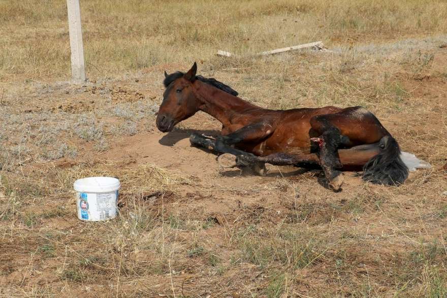 20 gün boyunca güneş altında acı çeken at gençlerin ısrarları sonucunda belediye tarafından hayvan barınağına götürüldü. Foto: İHA