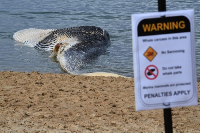 Yetkililer plaja uyarı levhaları astı.
