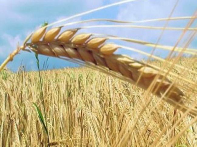 TMO tonlarca buğday alımı için bir dizi uluslararası ihale açtı