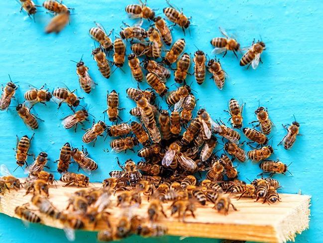 Arı sokması alerjisi nedir? İşte arı sokması belirtileri ve tedavi yöntemi...