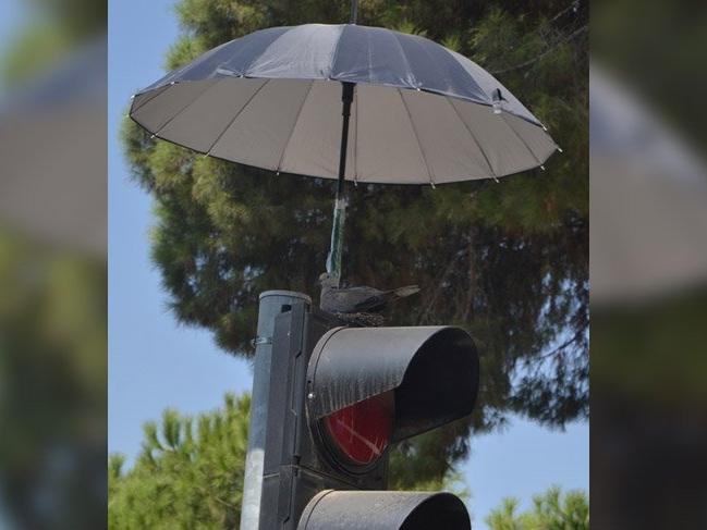 İzmir'de kumruya şemsiyeli koruma