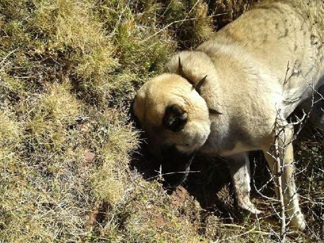 Zehirli et verilen 6 çoban köpeği öldü