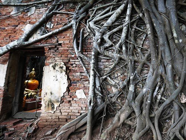 Ağaç kökleriyle kaplı 400 yıllık tapınak