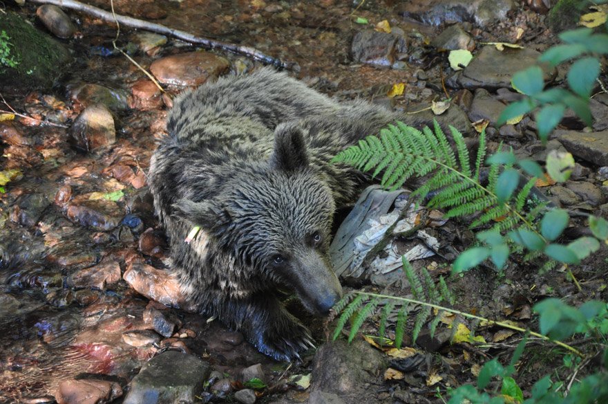 Rahatsızlanan ayı köylüler tarafından kurtarıldı. DHA
