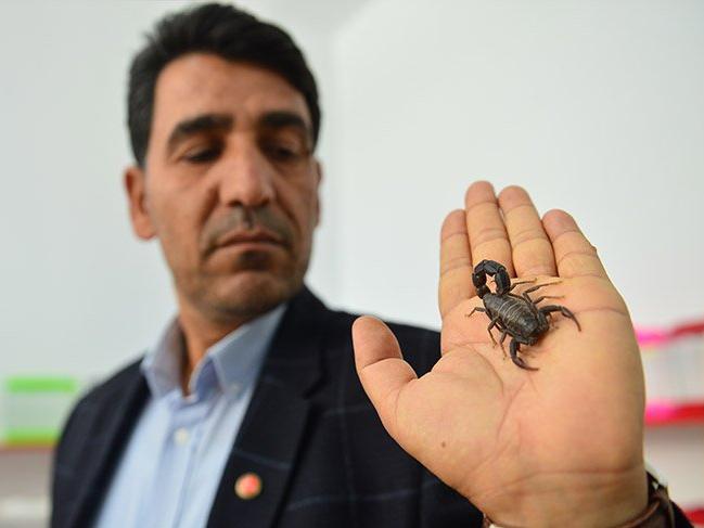 Evinin altında 500 tane akrep besliyor - Sözcü