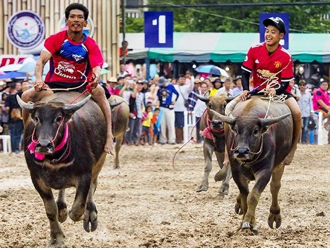 Tayland'da asırlık gelenek: Buffalo Yarışları