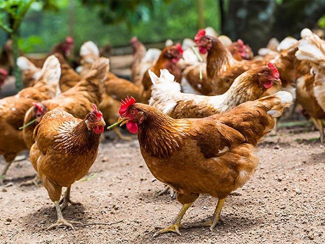 İran'da tavuk ve yumurta üretimi durma noktasında